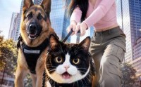 【开局一只猫，破案全靠挠】71集短剧全集畅快在线观看