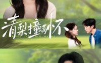 【清梨撞满怀】77集短剧全集免费在线速看