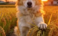 【重生为狗，我成了护农神犬】40集短剧在线完整观看