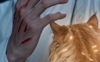 【傲娇猫猫今天也想恢复人形】72集短剧在线全集畅看