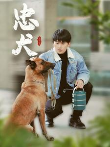 忠犬（34集）在线看完整版