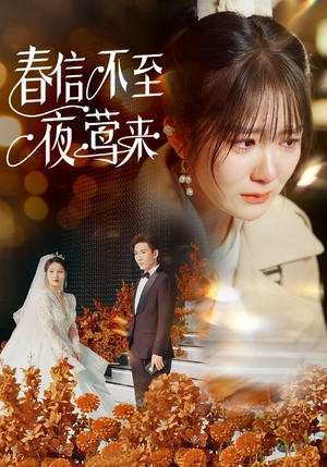 春信不至夜莺来（50集）在线看完整版