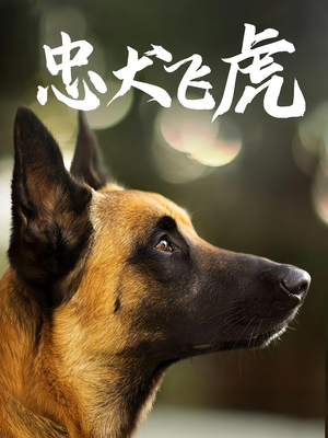 忠犬飞虎(33集) 忠犬飞虎(33集)在哪个平台看好