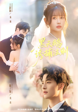 黑天鹅诱捕法册(80集) 黑天鹅诱捕法册(80集)好看上头的短剧