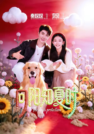 向阳知夏时（80集）短剧排行榜